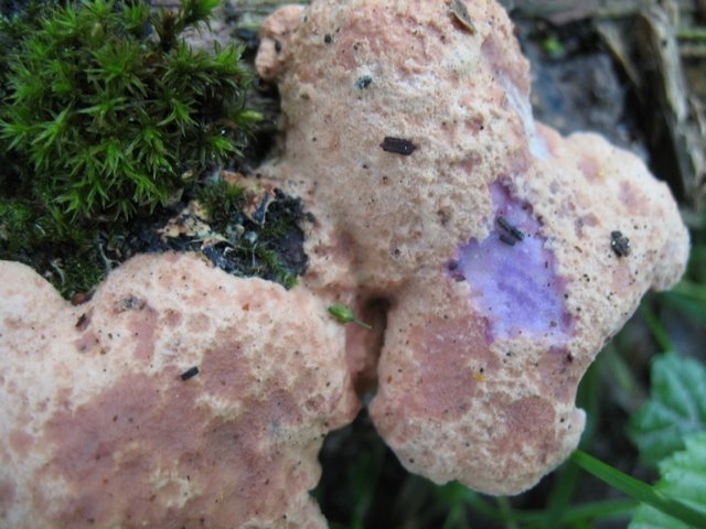 Hapalopilus rutilans